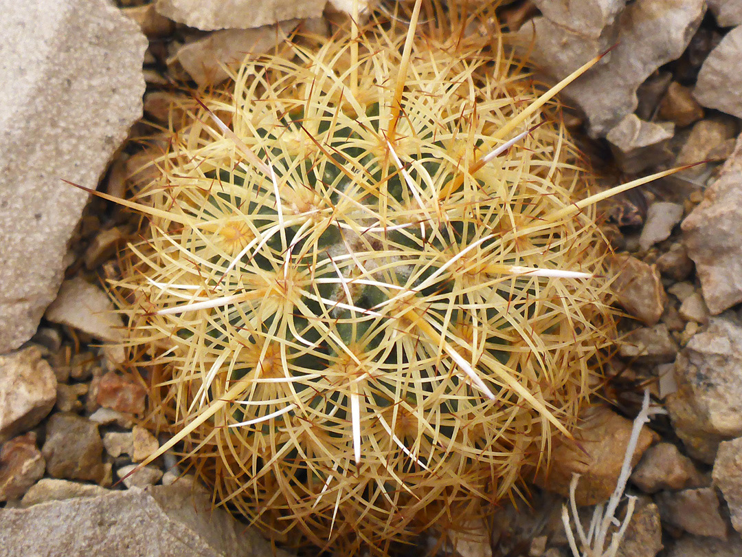 Spherical stem