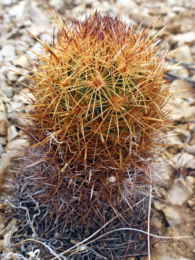 Mature plant