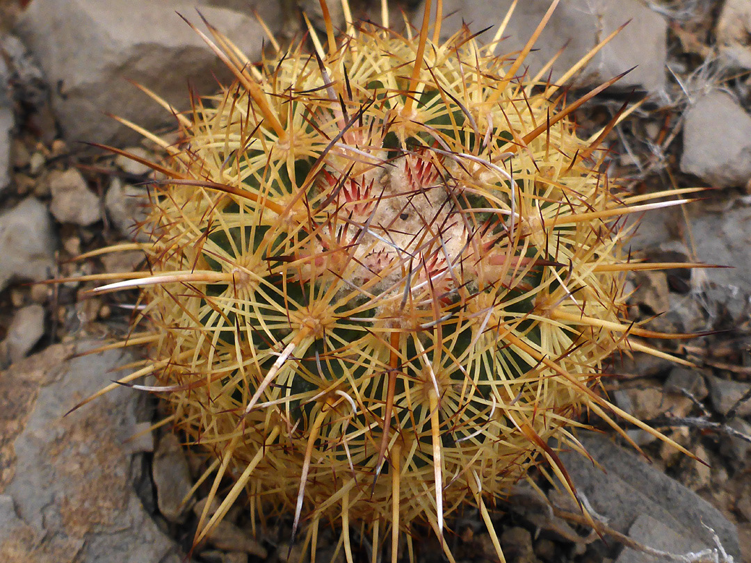 New spines