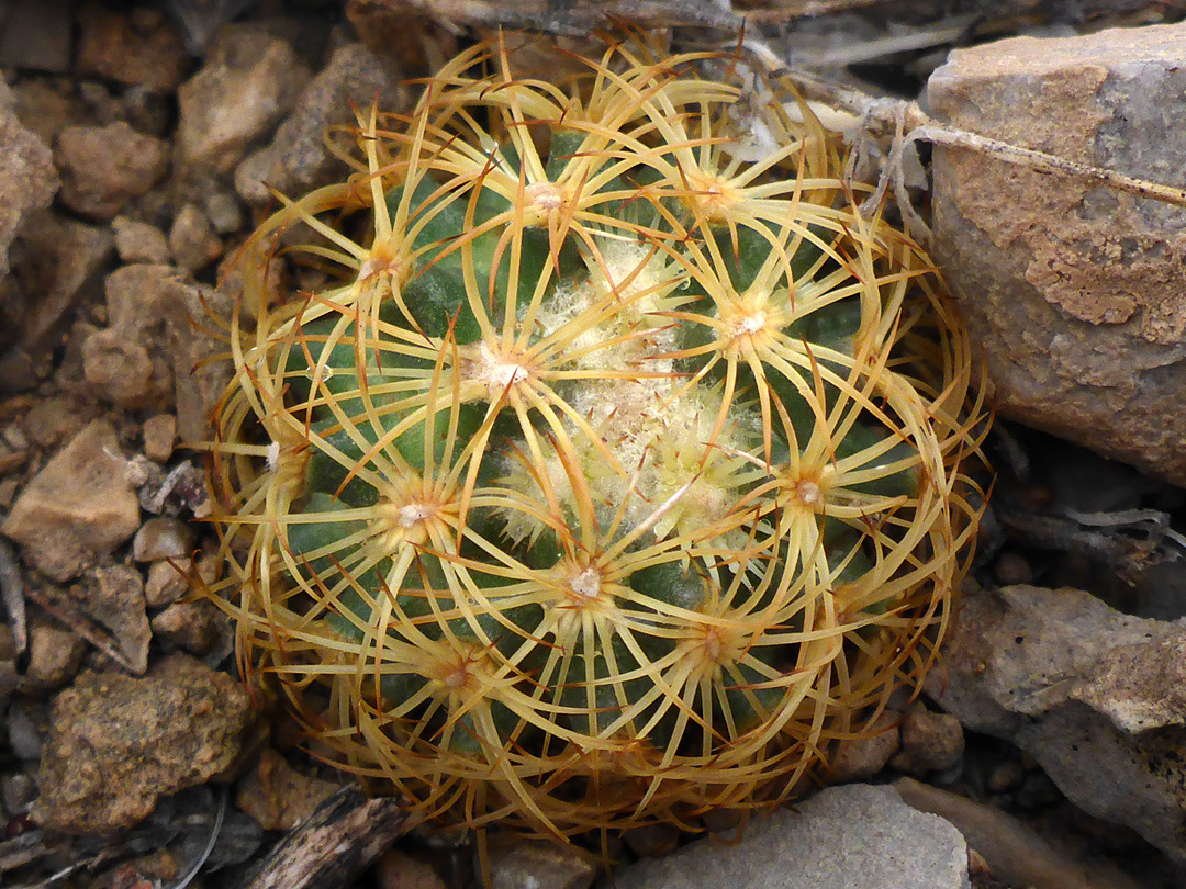 Young stem