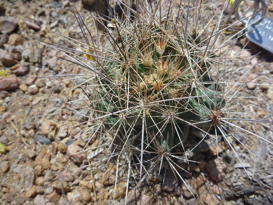 Long spines