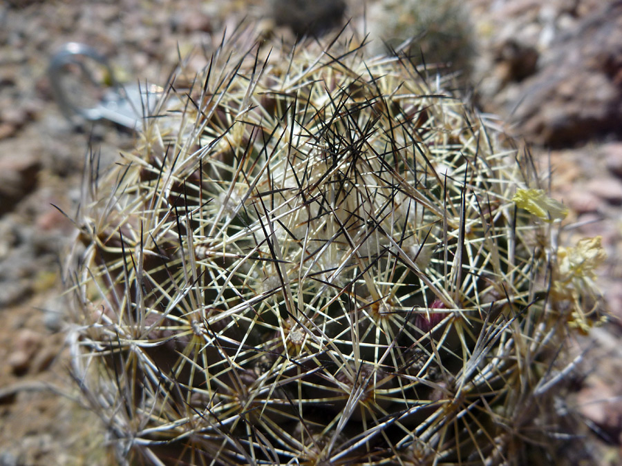White and brown spines