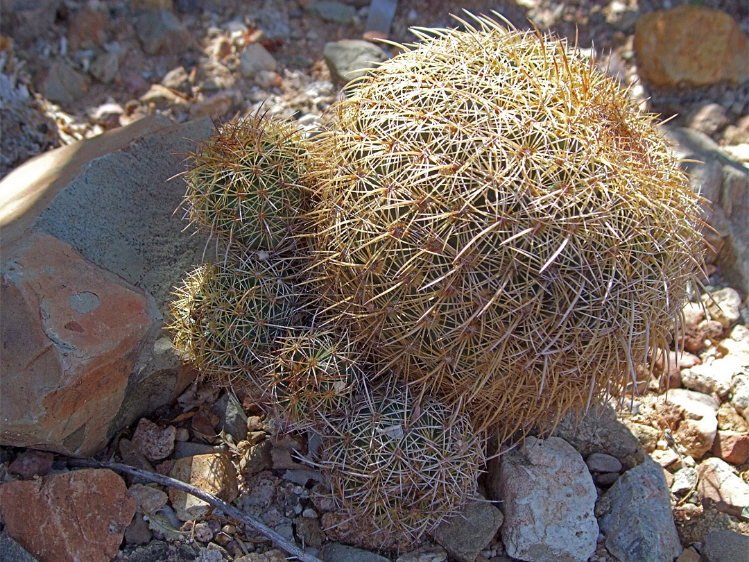 Coryphantha recurvata - cluster