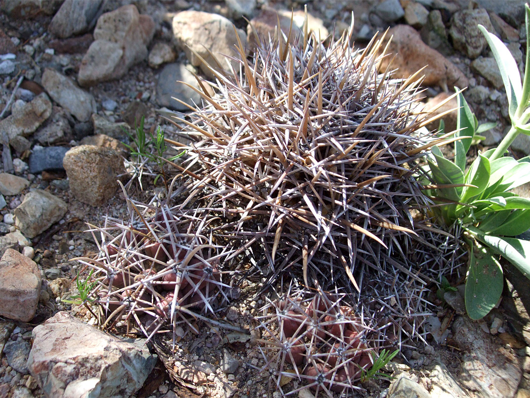 Coryphantha robustispina