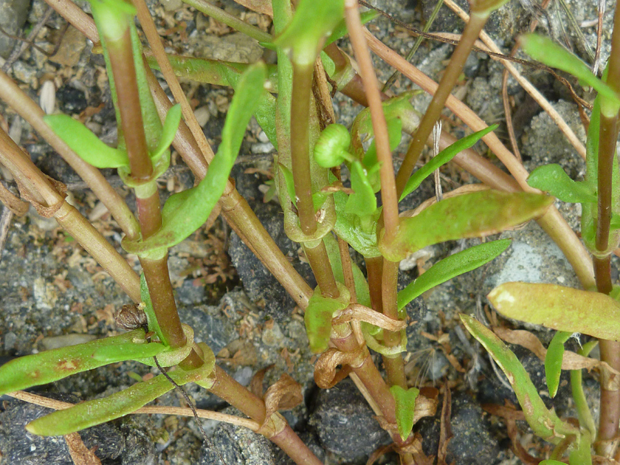 Stems and leaves