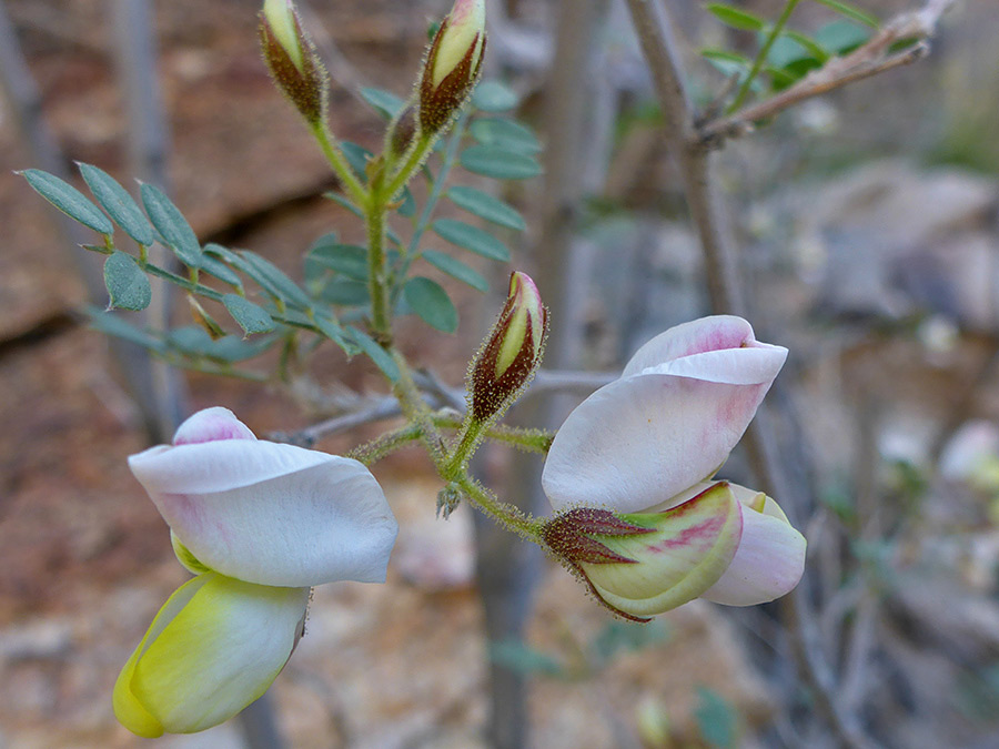 Pinkish-yellow petals