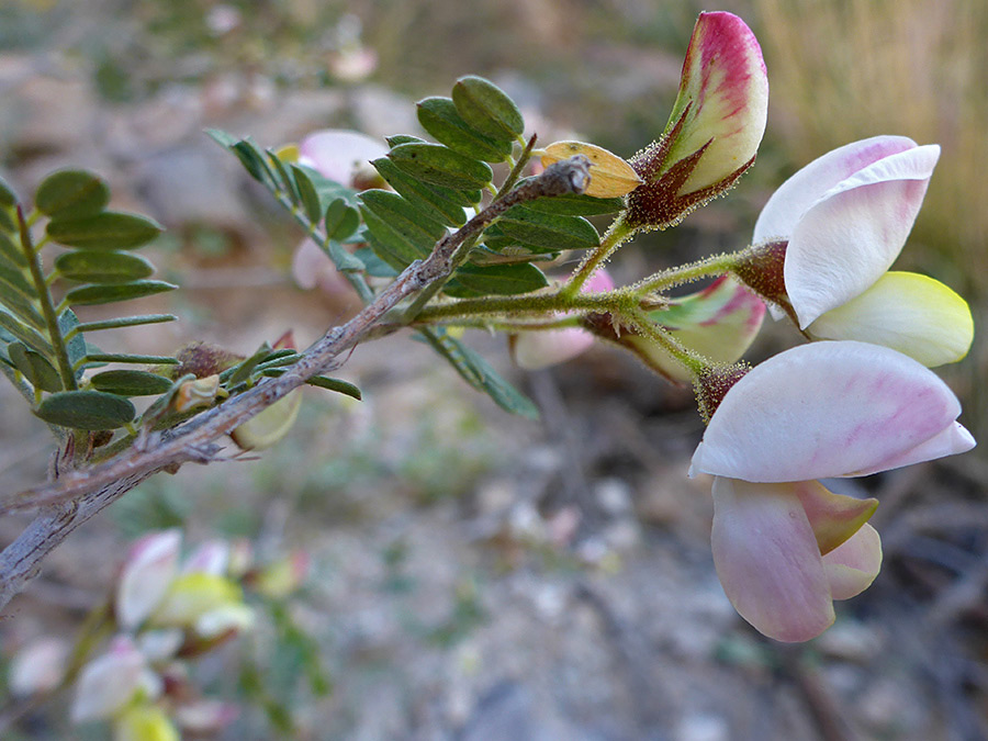 Flowers and leaves