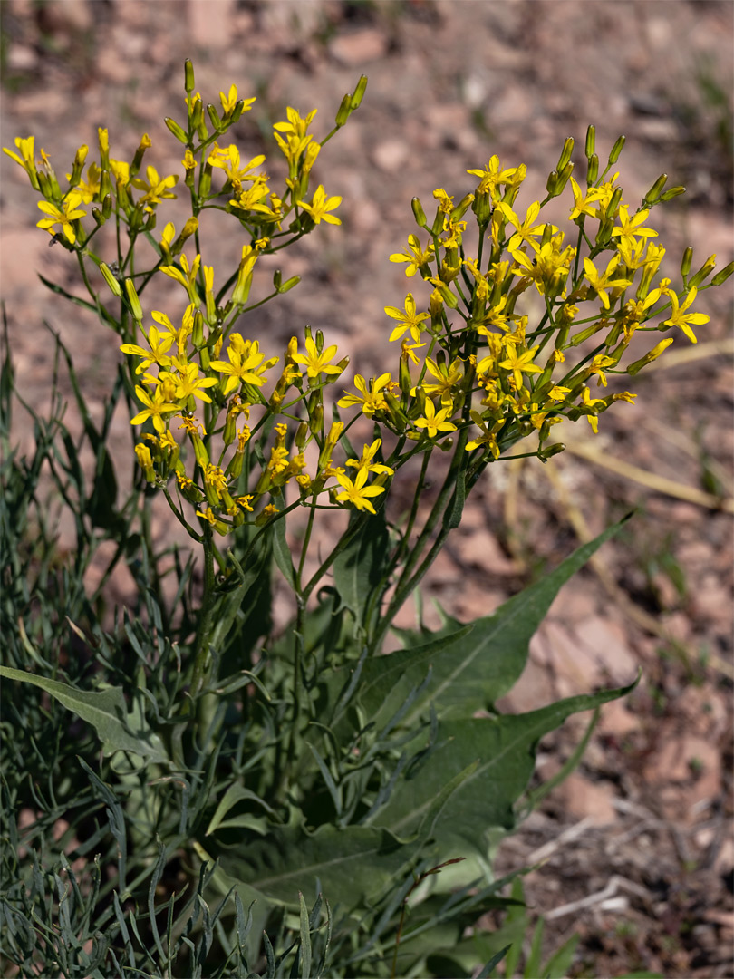 Leaves and flowerheads