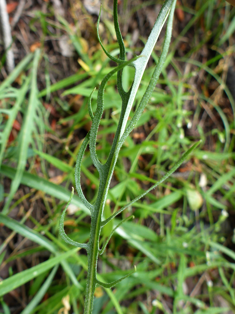 Deeply lobed leaf