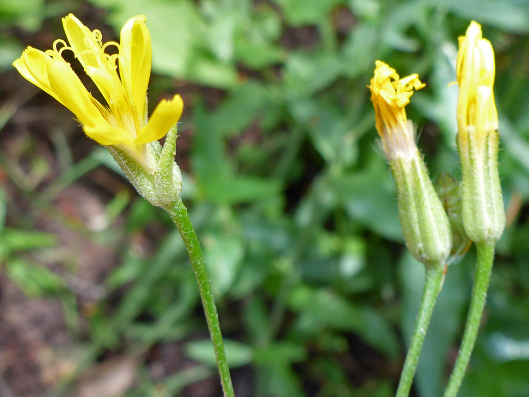 Florets and phyllaries