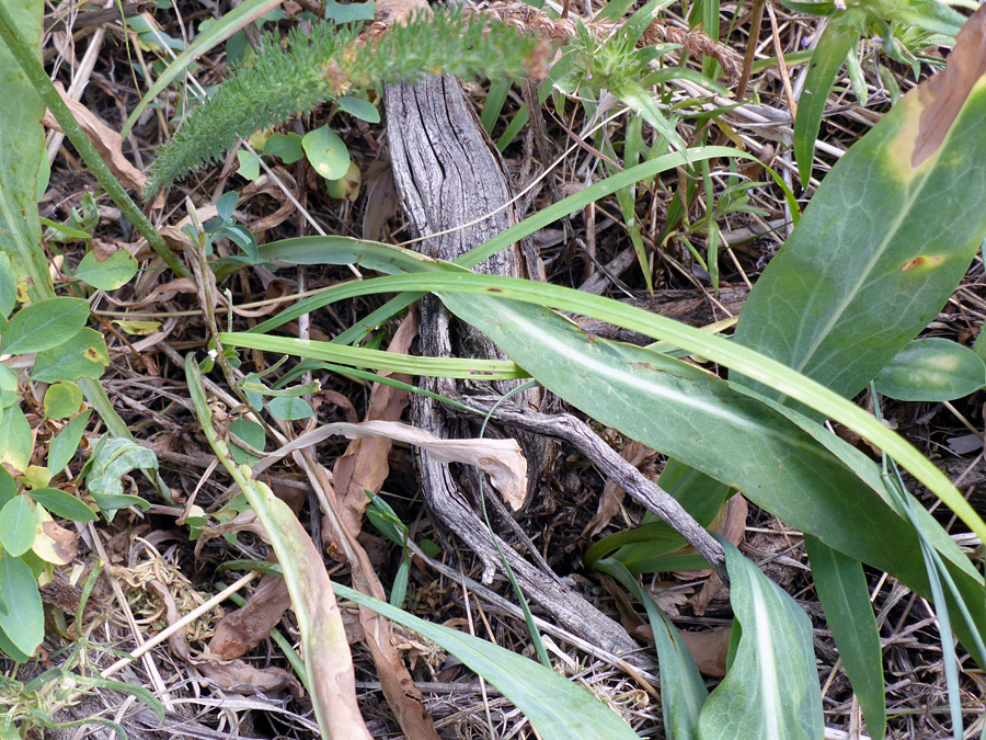 Basal leaves