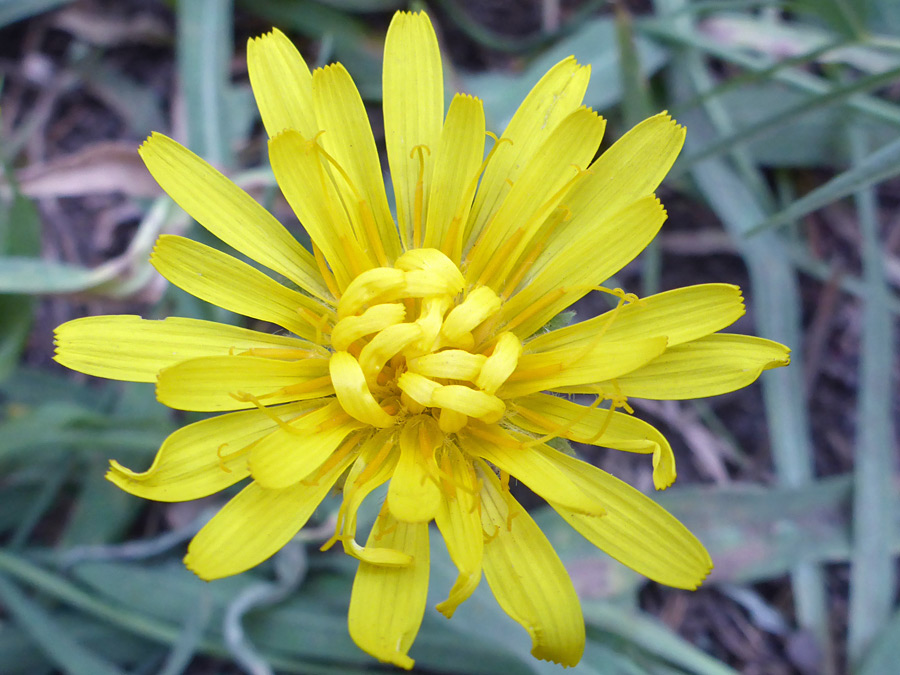 Developing flowerhead