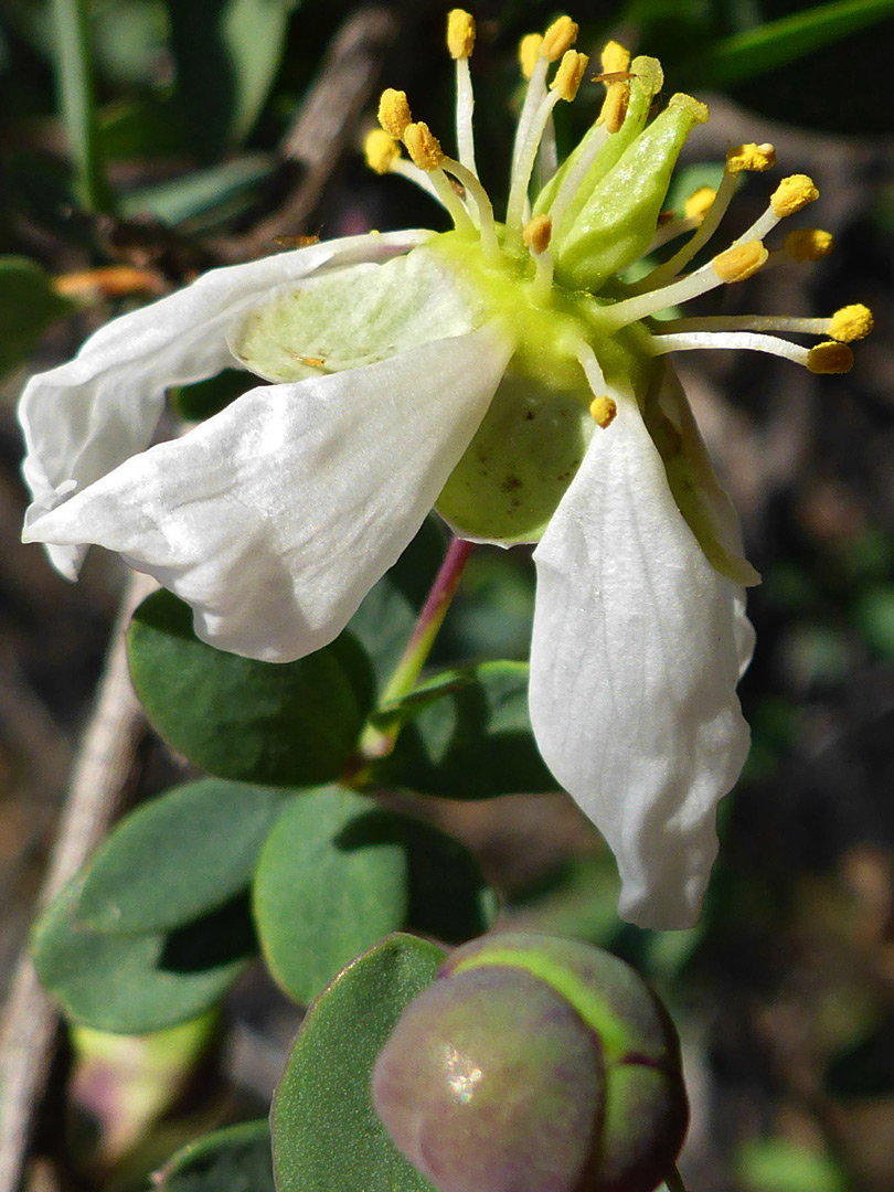 Flower and bud