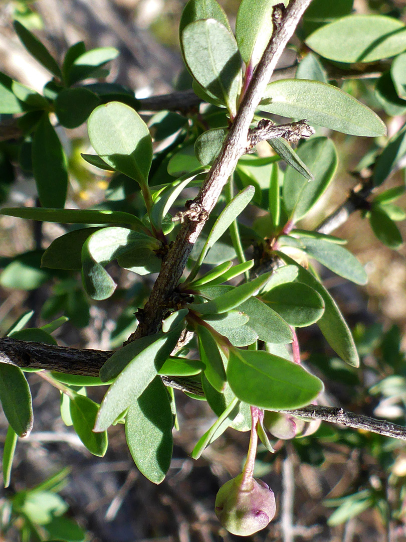 Leaves and branch