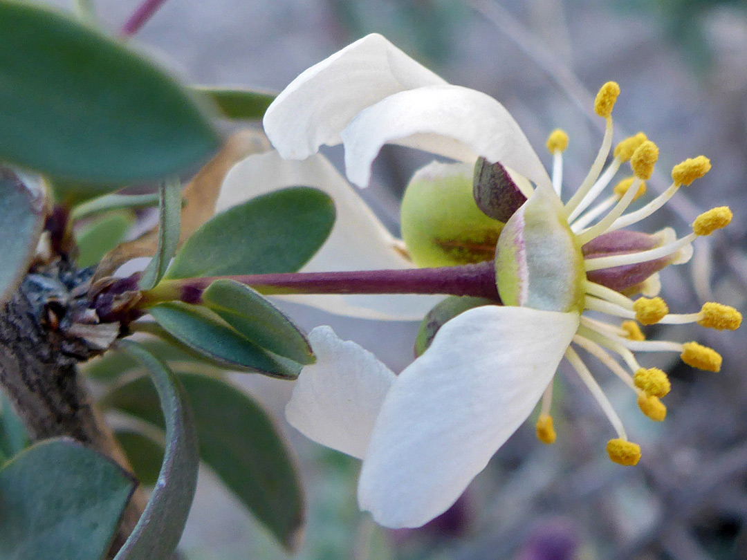 Yellow anthers