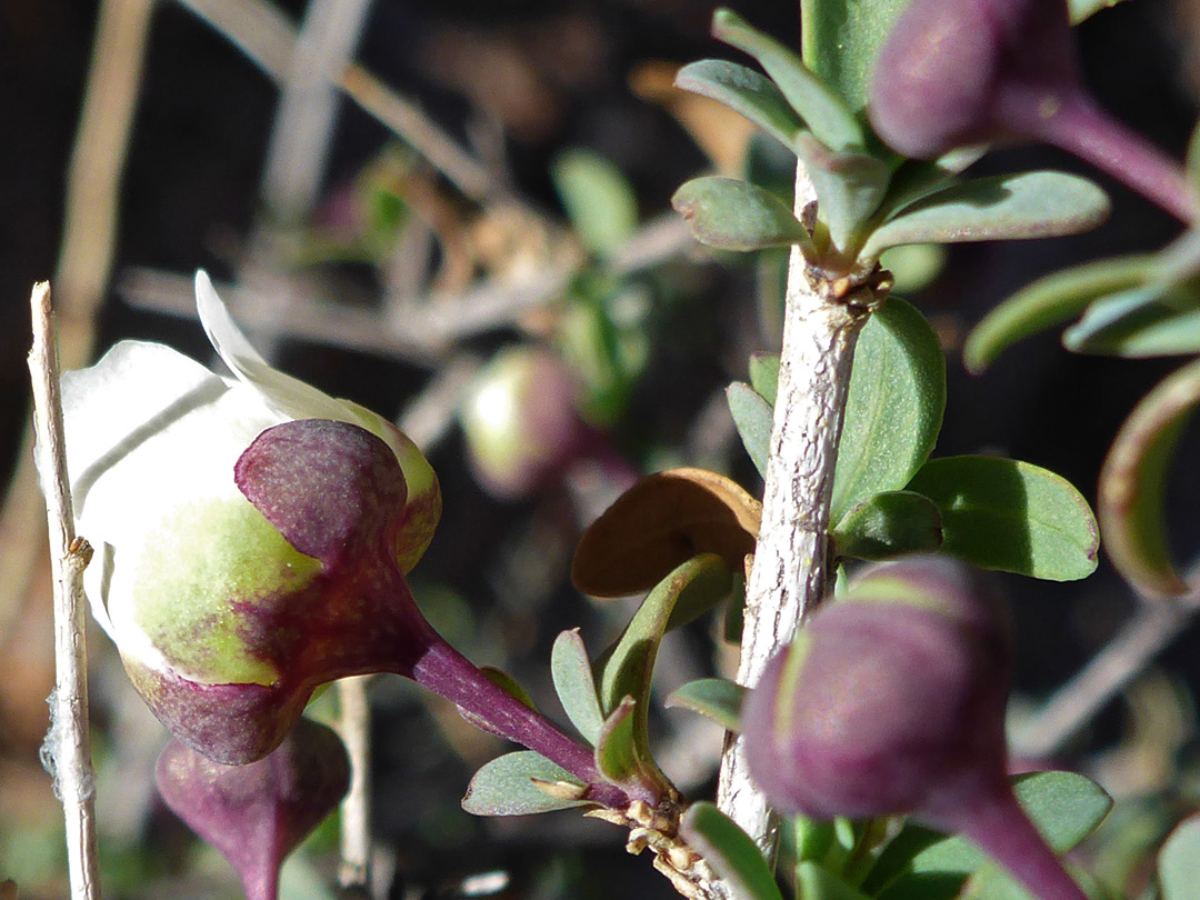 Purple sepals