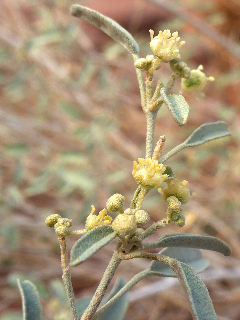 Pale-yellow flowers