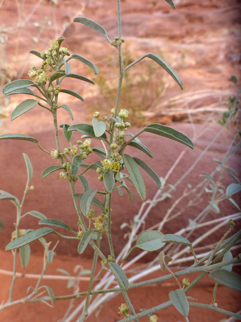 Branched stem