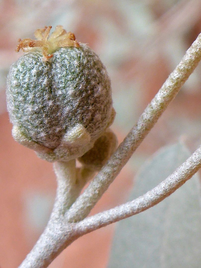 Pistillate flower