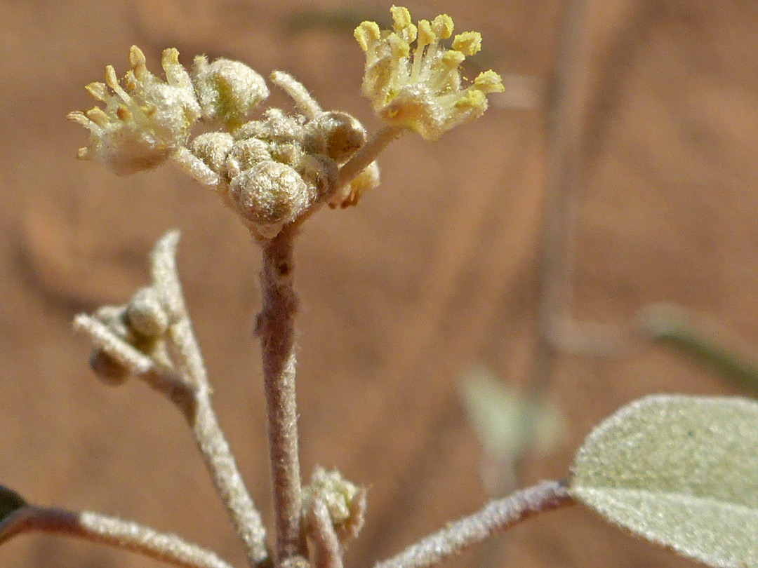 Hairy inflorescence