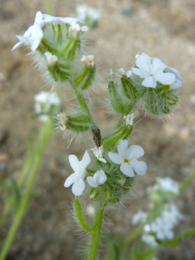 Bristly calyces