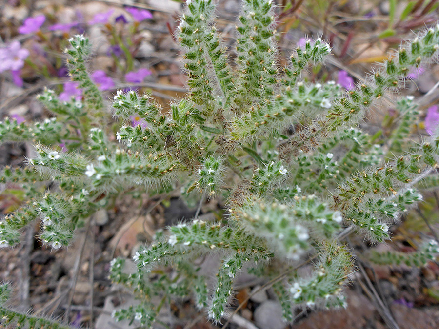 Elongated flower clusters