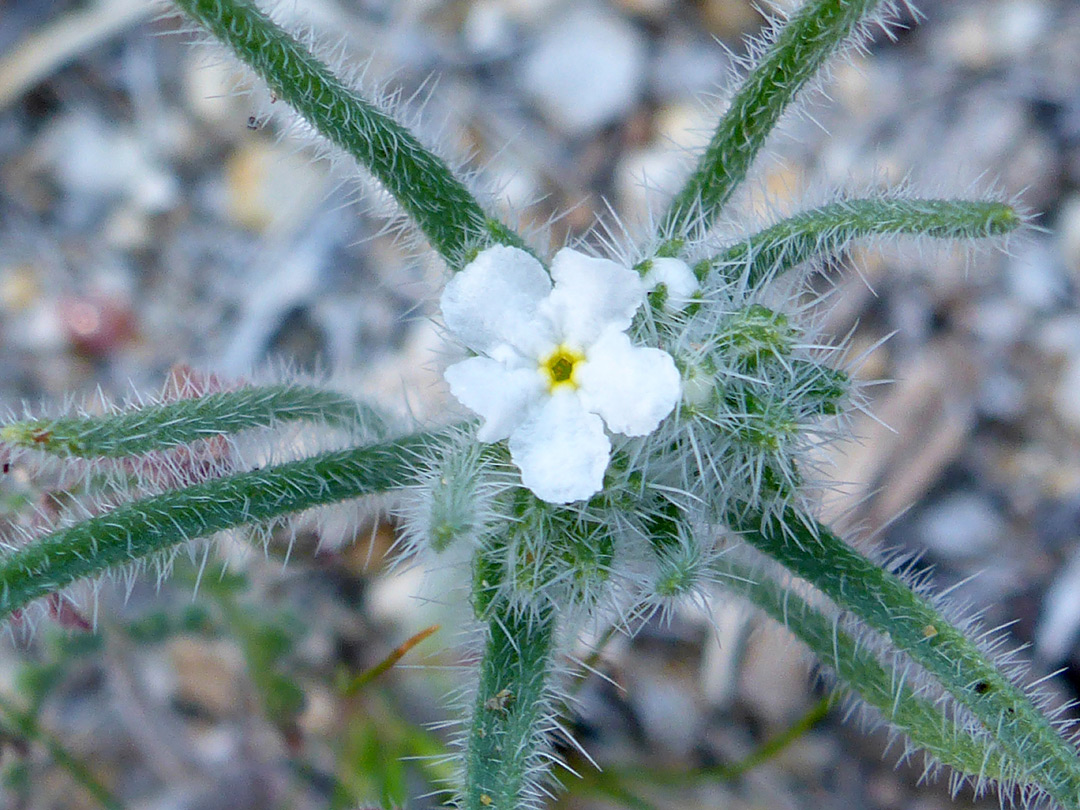 Leaves and flower