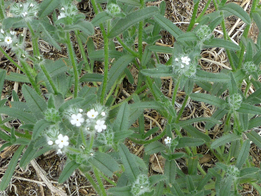 Green leaves