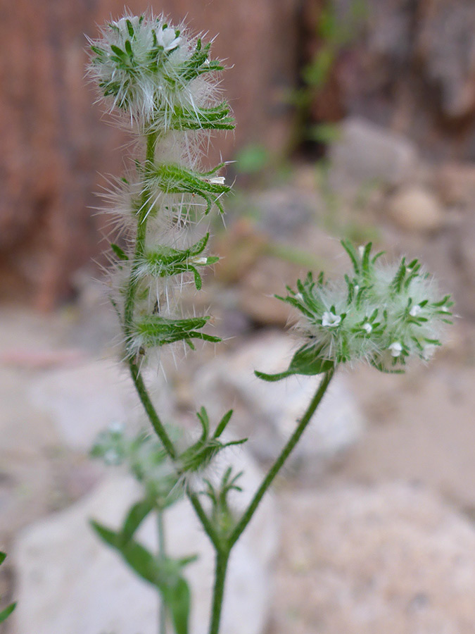 Flower clusters