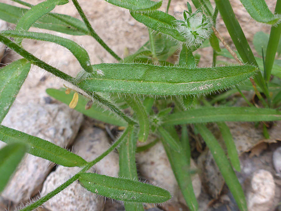 Bristly leaves