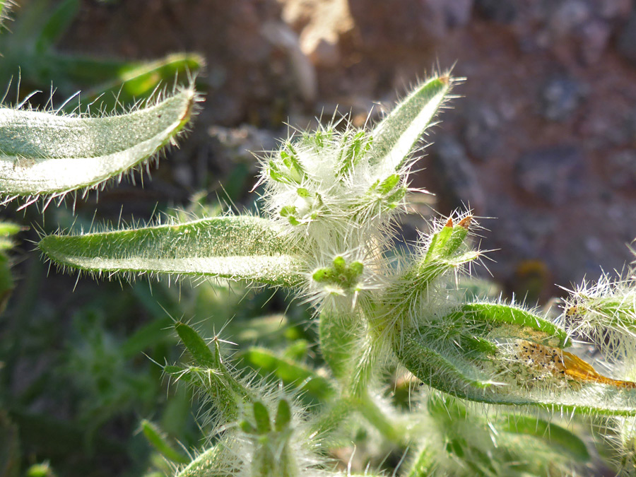 Leaves and calyces