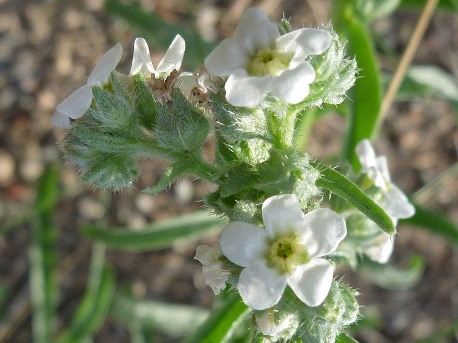 White flowers