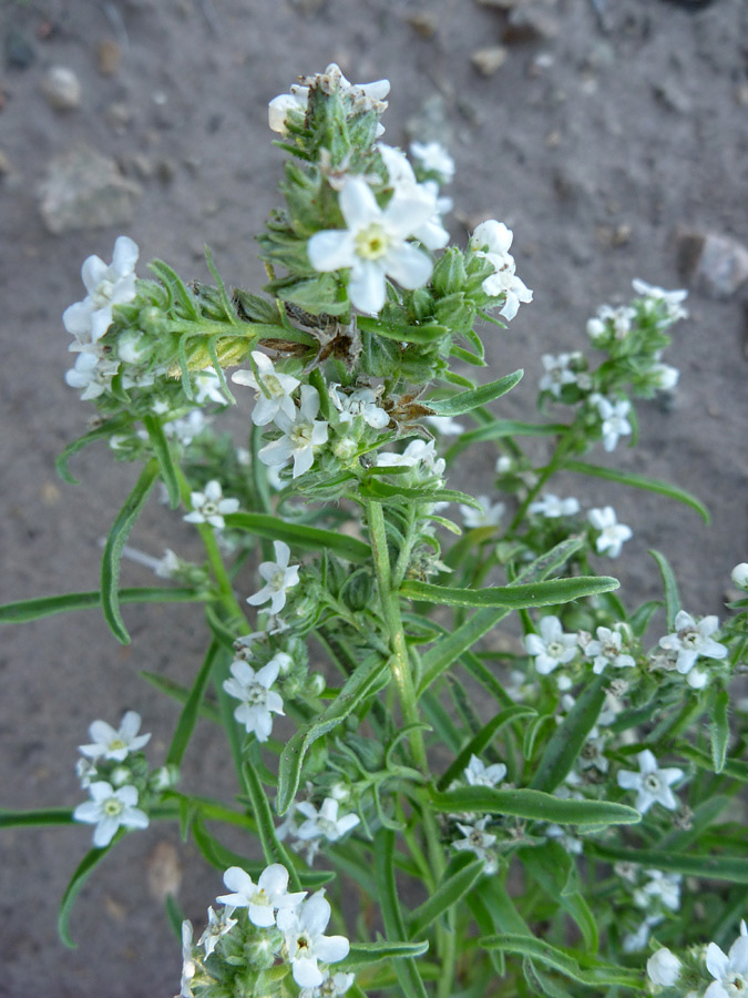 Stem and leaves