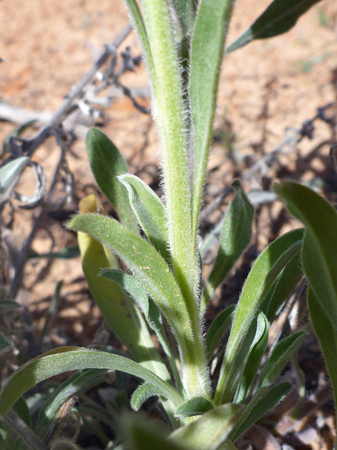 Leaves and stem