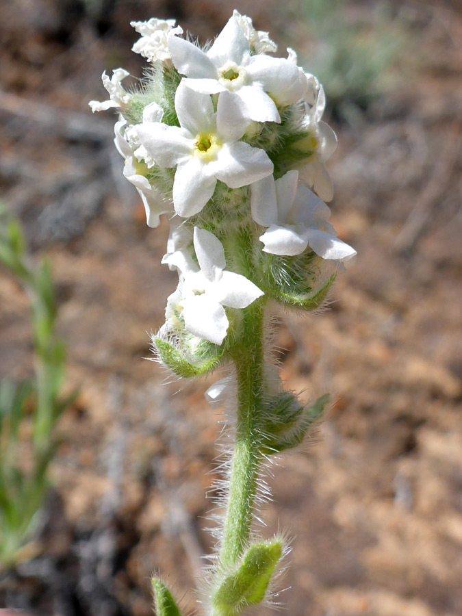 Elongated flower cluster