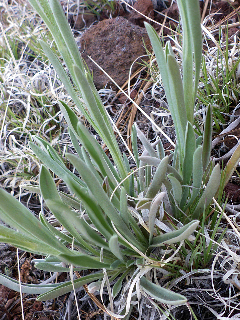 Basal leaves