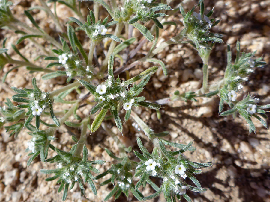 Leaves and flowers