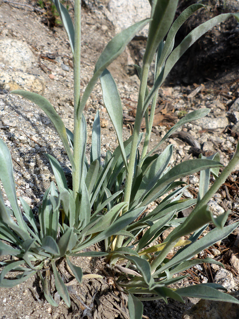 Grey-green leaves