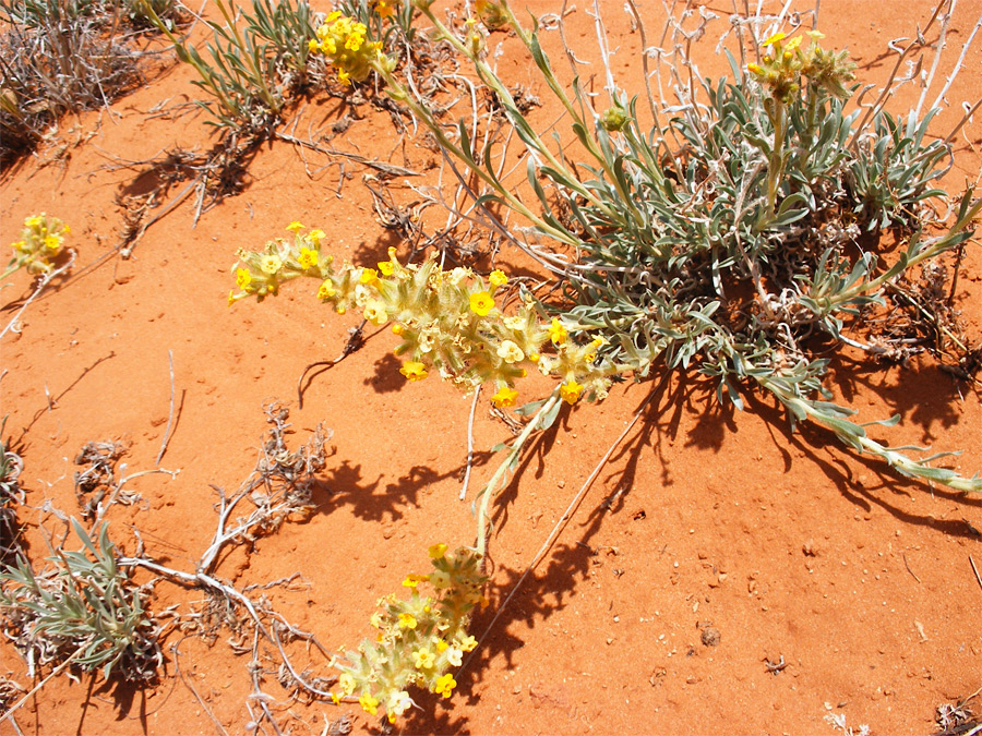 Stems and leaves