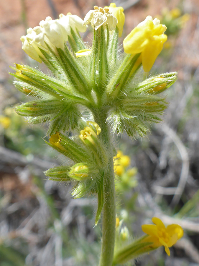 Flower cluster