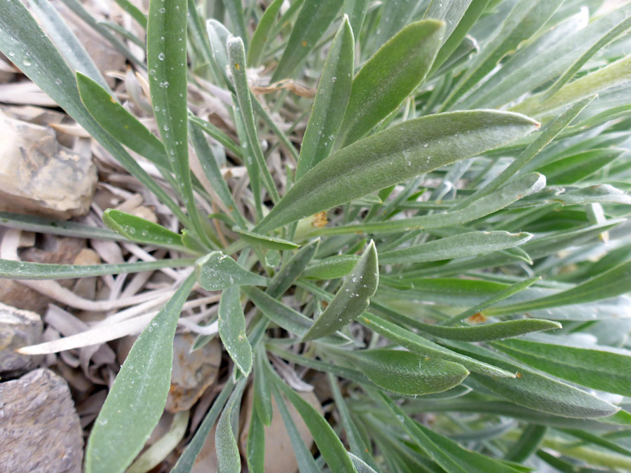 Basal leaves