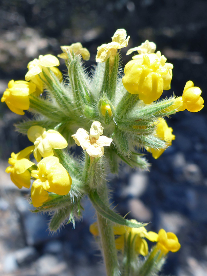 Inflorescence