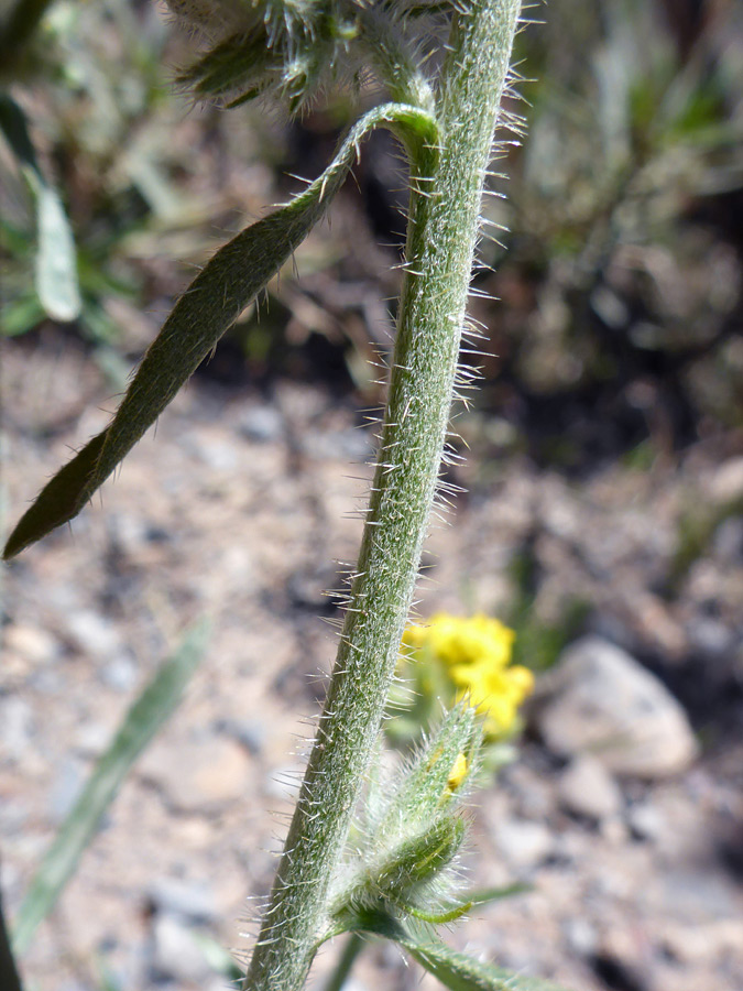 Spreading hairs