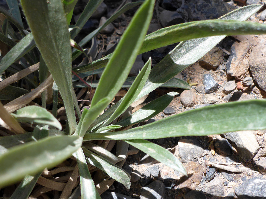 Narrow leaves