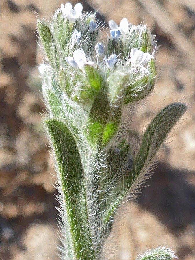 Flowers and leaves