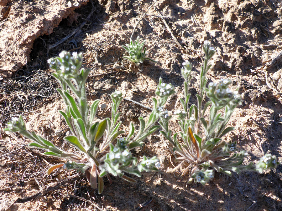 Three plants