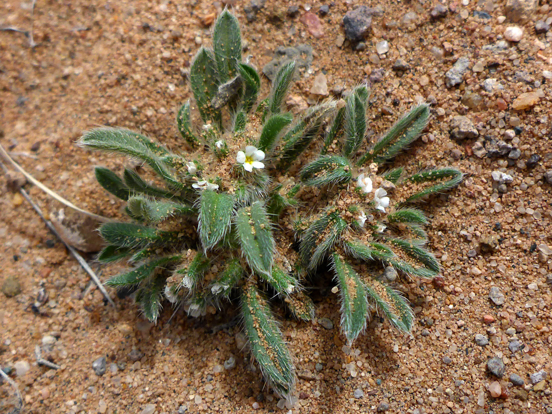 Low-growing plant