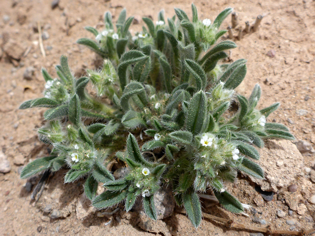 Leaves and flowers