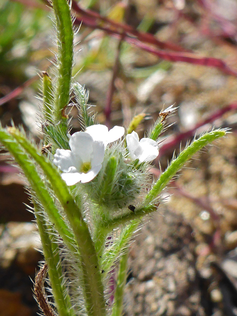 Flowers and leaves