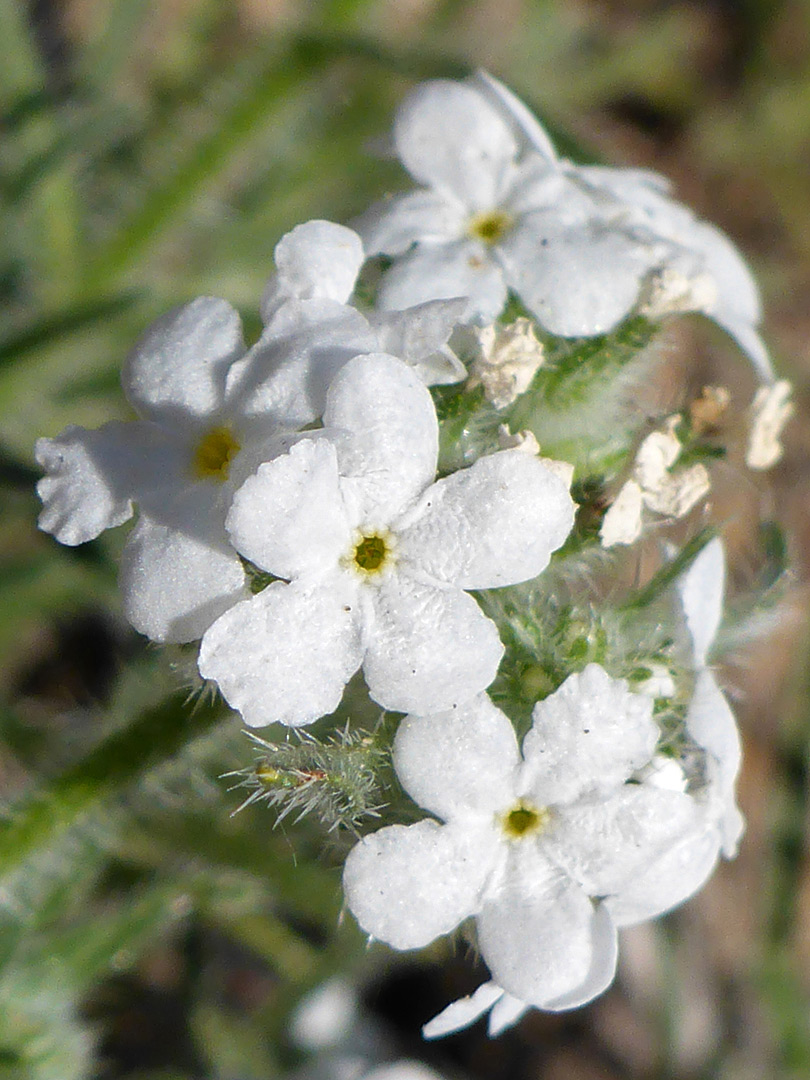 Flower cluster